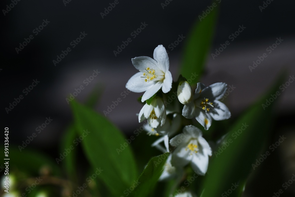 Poster slender deutzia ( deutzia gracilis ) flowers. hydrangeaceae deciduous shrub. white flowers bloom sli