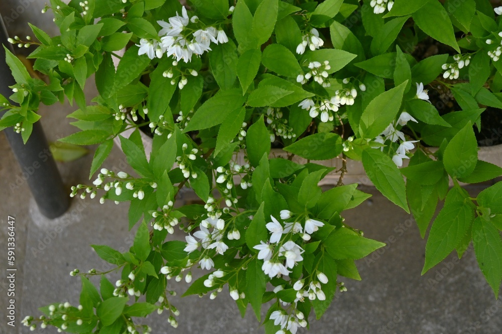 Poster Slender deutzia ( Deutzia gracilis ) flowers. Hydrangeaceae deciduous shrub. White flowers bloom slightly downward from May to June.