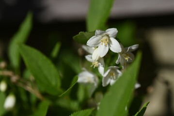 Obraz na płótnie Canvas Slender deutzia ( Deutzia gracilis ) flowers. Hydrangeaceae deciduous shrub. White flowers bloom slightly downward from May to June.