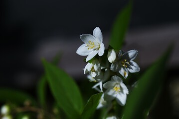 Slender deutzia ( Deutzia gracilis ) flowers. Hydrangeaceae deciduous shrub. White flowers bloom slightly downward from May to June.