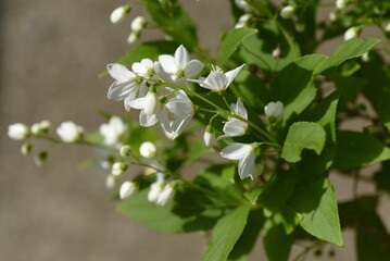 Slender deutzia ( Deutzia gracilis ) flowers. Hydrangeaceae deciduous shrub. White flowers bloom slightly downward from May to June.