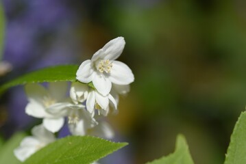 Slender deutzia ( Deutzia gracilis ) flowers. Hydrangeaceae deciduous shrub. White flowers bloom slightly downward from May to June.