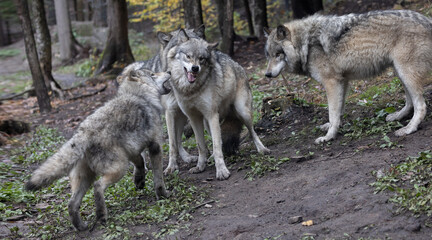 Clash of the Canines,  The Fierce Battle for Dominance Among a Pack of Mighty Timber and Grey...