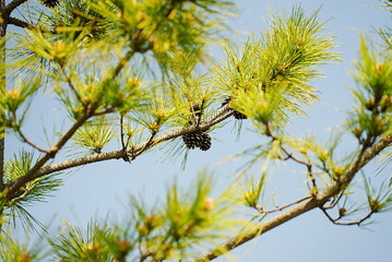 春の松ぼっくり
