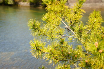 成長を始めた春の松の木