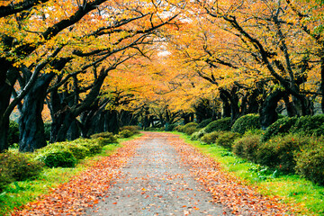 紅葉の並木道