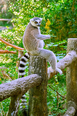Cat Lemur at Vinpearl Safari and Conservation Park on Phu Quoc Island, Vietnam.