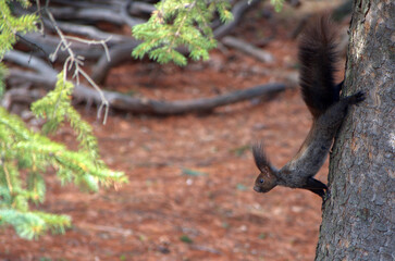 Obraz premium Black squirrel coming down the tree trunk