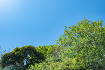 春、新緑の森の木々の上の雲のない晴天の青空　旅行・観光・祝日・アウトドアのイメージ