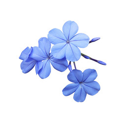  White plumbago or Cape leadwort flower. Close up small blue flower bouquet isolated on transparent...