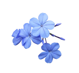 Sierkussen  White plumbago or Cape leadwort flower. Close up small blue flower bouquet isolated on transparent background. © Tonpong