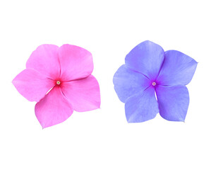 Madagascar periwinkle or Vinca or Old maid or Cayenne jasmine or Rose periwinkle flowers. Collection of small pink-purple flowers isolated on transparent background.