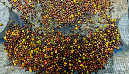 Coffee beans are dried through the process of drying in the sun