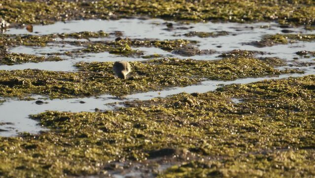 Sand Tern foraging in a coastal lagoon at low tide. Xenus cinereus