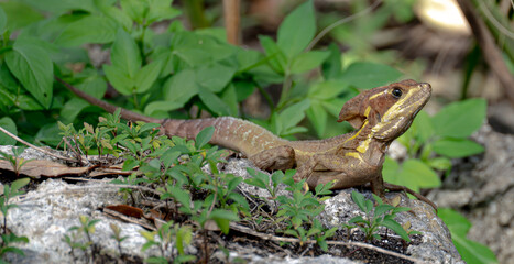 basilisk lizard on a rock