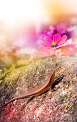 Wonderful nature, flora and fauna. Lizard on boulder  and blossoming flowers. Fairy atmospheric...