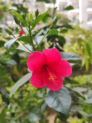 Obraz premium red hibiscus flower