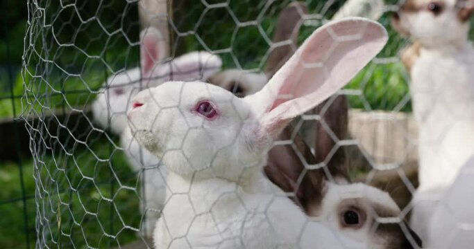 White albino rabbit in a cage on a farm