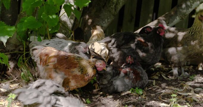 Chickens Pecking at the ground