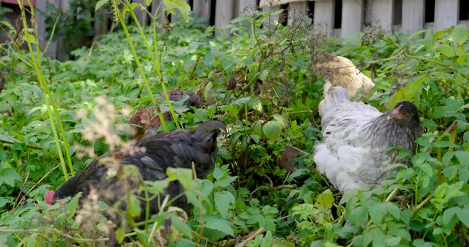 Chickens eating in the bushes on a farm