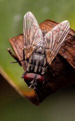macro of a fly