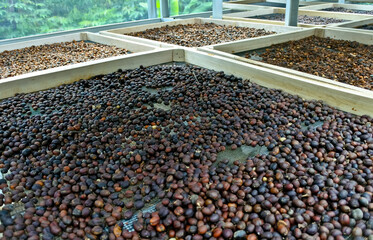 Coffee beans are dried through the process of drying in the sun