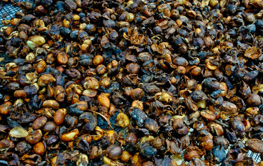 Coffee beans are dried through the process of drying in the sun