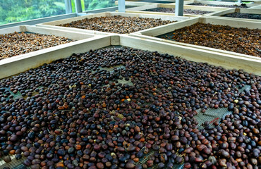 Coffee beans are dried through the process of drying in the sun