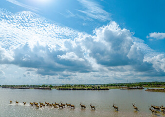 Naklejka premium Elks Run in Dafeng Elk National Nature Reserve in Yancheng 