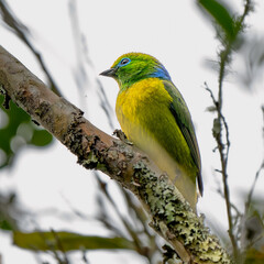 Chlorophonia cyanea