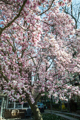 Magnolias tree in the garden 
