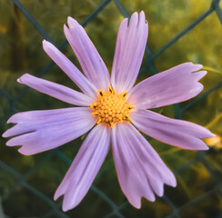 Rare mountain flower, vibrant and delicate, a reminder of the hidden wonders of nature.