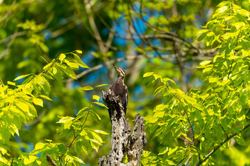 The pileated woodpecker (Dryocopus pileatus). The bird native to North America. Currently the largest woodpecker in the United States 