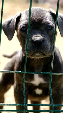 Close up footage of a puppy cane corso breed