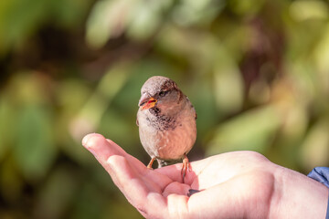 The boy feeds the birds with seeds from his hand. Sparrow eats seeds from the boy's hand