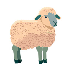 flat cute sheep