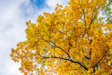 Oak branches with yellow leaves in autumn against a blue sky