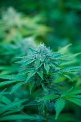 Marijuana plant in farm