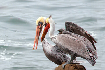 Two pelicans fighting over a perch in Abalone cove on the central coast of Cambria California...
