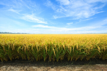 Golden paddy rice field before harvesting.