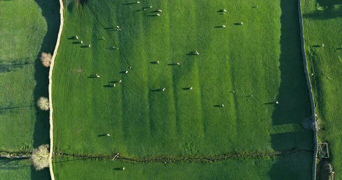 Aerial top down shot of sheep in the green pasture