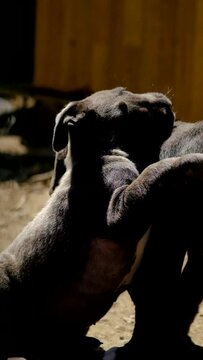 Two Cane Corso puppies playing in garden.