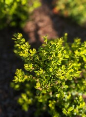 close of of American boxwood plant in the garden