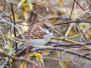Sparrow sits on a branch without leaves.