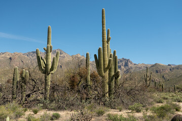 Saguaro cactus field in Sabino Canyon Tucson Arizona