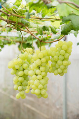 grapes fruit in vineyard