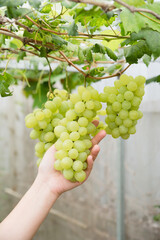 grapes fruit in vineyard