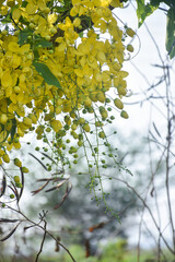  A bunch of Yellow flower Kani Konna, Happy Vishu Festival in Kerala Selective focus
