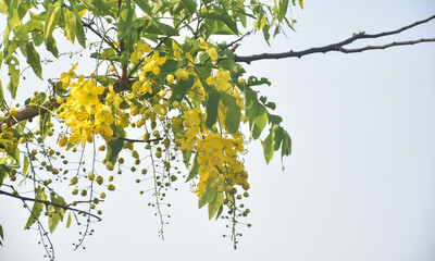 Beautiful yellow flower for Vishu Kani, Concept for Vishu festival in Kerala Selective focus