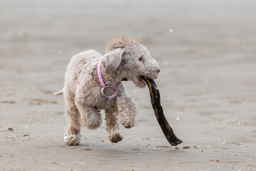 Bedlington Terrier puppy on a walk quickly runs across the sand with a stick in his mouth